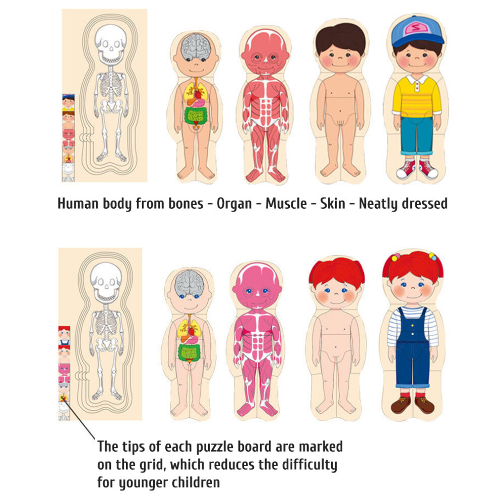 Human Body Puzzle for Children Wooden Body Structure Anatomy Puzzles Body Organ Awareness Teaching Tools for Boys Girls