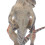 Cryolophosaurus modèle de simulation en PVC 15  11  6,5 cm 7