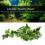 Star Leaf Vine 30 g Dimensione: Da appendere Colore: Come mostrato 12