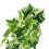 Star Leaf Vine 30 g Dimensione: Da appendere Colore: Come mostrato 11