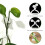 100 pezzi Supporto a parete per rampicanti 3,5 x 2 x 2 cm Bianco 4