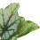 Betta Leaf Hammock in plastica verde, 3 cm / 1,2 pollici 11