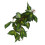 BoxNFF-86 Vite simulata a foglie variegate 2-2.5m 1