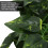 BoxNFF‑81 Conch verde foglia vite artificiale 2-2.5m 12