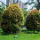 Arroseur oscillant de jardin 12oz 4316,58 cm 8