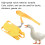 Duck sangle thoracique en nylon corde de traction taille S jaune 10