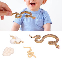 Modèle du cycle de croissance du serpent à sonnette - Plastique, à partir de 3 ans