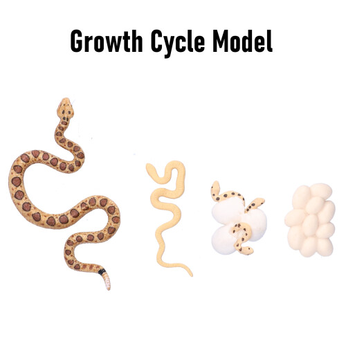 Modèle du cycle de croissance du serpent à sonnette - Plastique, à partir de 3 ans 2