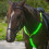 Poitrail LED pour cheval, 3 LEDs, CR2032x6 réglable 6
