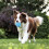 Gioco a palla interattivo per cani 5,6cm/2,20in 300mAh Blu 5