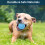 Gioco a palla interattivo per cani 5,6cm/2,20in 300mAh Blu 6