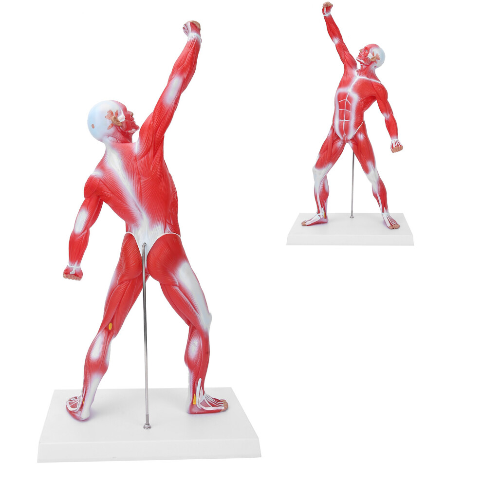 50cm Muscular System Model Human Muscles Model Displaying Body Muscle Structure Model-image-OPC-PHVZZC7-NEW
