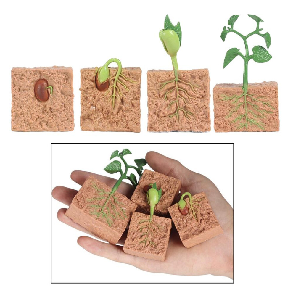 Green Bean Plant Growth Model Kit Children's Educational Toys Biology Science Toys