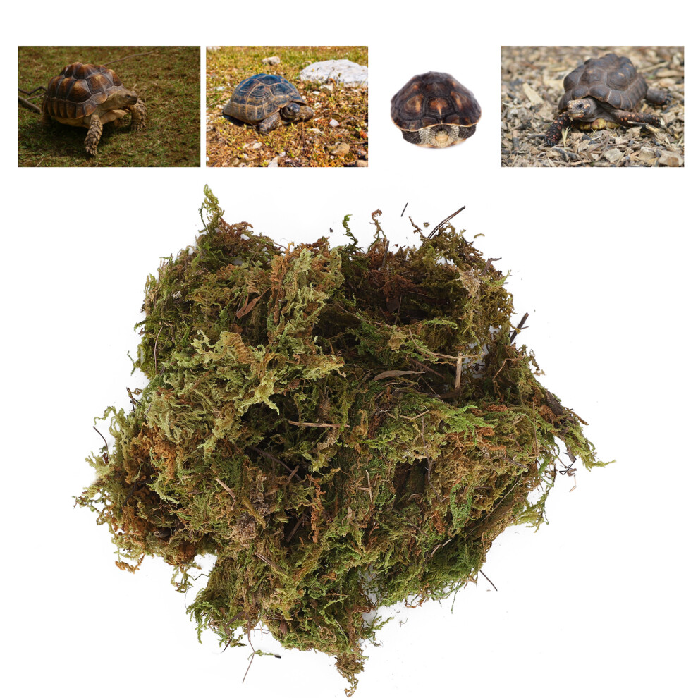 Reptile Terrarium Moss Green Sphagnum Moss Substrate Decoration Reptile Supplies