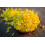 Saras Bhel Mumra – 200g (Pack of 2) 3