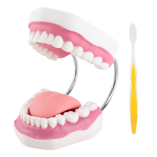 Zahnmuster Lehrdemonstration aus PVC, mittlere Größe, für den Kindergarten 1