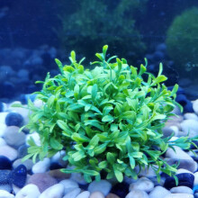 Lebendige Aquarium-Wasserpflanzen – Langlebige Kunststoff-Fischtankdekoration 25cm