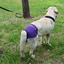 Hund Welpen Physiologische Pants Weibliche Windel Polyester XS-XL, Lila