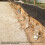 5 PCS Beekeeping Entry Feeder Cap Feeder Beekeeper Equip Beekeeping Hive Tool 5