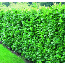 Cherry Laurel Evergreen Hedging Plants Large 3-4ft Supplied in 3 Litre Pots