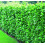 Cherry Laurel Evergreen Hedging Plants Large 3-4ft Supplied in 3 Litre Pots 1