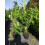 Cherry Laurel Evergreen Hedging Plants Large 3-4ft Supplied in 3 Litre Pots 2