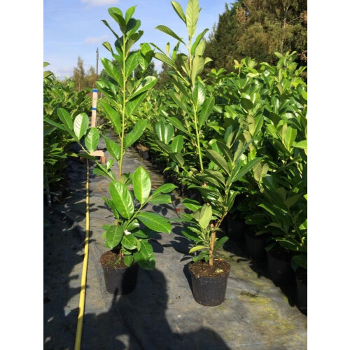 Cherry Laurel Evergreen Hedging Plants Large 3-4ft Supplied in 3 Litre Pots 1