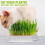 2-pack plastic catnip box, catnip grow box, catnip germinator, soilless hydroponic planter 3