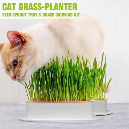 2-pack plastic catnip box, catnip grow box, catnip germinator, soilless hydroponic planter 2