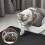 Waterproof EVA cat litter mat, 50 x 40 cm, black 6