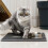Waterproof EVA cat litter mat, 50 x 40 cm, black 5