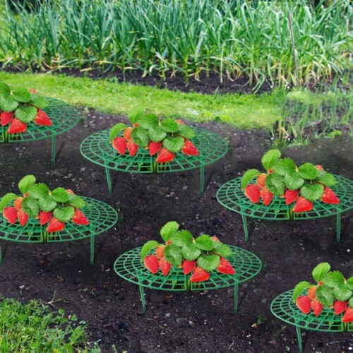 Strawberry plant support - Universal - Pack of 6 - Diameter 30 cm - Height 9.5 cm 2