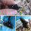 50 pieces black pegs, windproof plastic pegs for outdoor camping 3