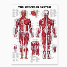 (60x90cm(24x36inches)) Human Anatomy Poster Educational Muscular System Muscle Chart Body Poster