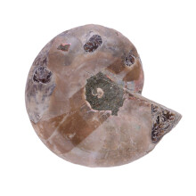 2Pcs Ammonite Fossil Specimen Shell Madagascar Natural Stones and Minerals(4CM)