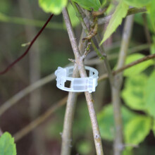 Vegetarian garden plant to support plant clip/plastic tied tie branch tendril clip/clamp 100pcs