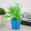 20pcs Mini Modern Succulent Plant Pots Small plastic Containers, Scrub square Pots（Blue） 3