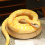 Simulation Python Plush Toy Gift Green Python 3
