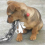 Dog traction rope simulation thick chain big iron chain copper color 3