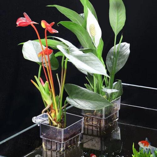 Tazza per piante acquatiche per uso domestico e idroponica per acquari 2