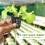 10pcs/Set Durable Safe Plastic Hydroponic Basket Cup for Garden Balcony Planting(Black) 3