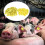 100pcs Livestock Round Number Ear Tag Label Marker Accessory for Pig Sheep Cattle 13