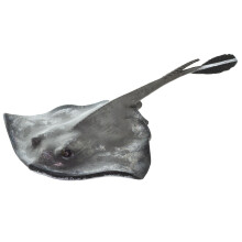 Safari Ltd. Common Stingray-figur - naturtro 7"""" modelfigur - p?dagogisk leget?j til drenge, piger og b?rn i alderen 3+
