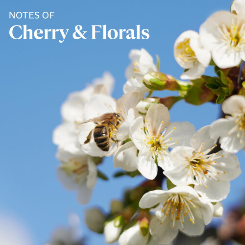 L'Occitane L'OCCITANE Cherry Blossom Shimmering Lotion 500ML 16,90 fl. Oz 1