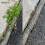 (4x5 Litres) MAGIC WEED KILLER & TRIGGER HOSE 6