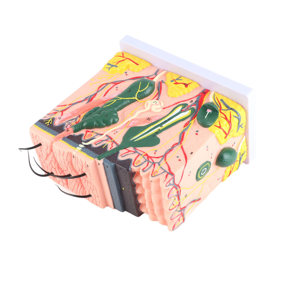 50X Three Dimensional Human Skin Magnified Model Anatomy Biology Teaching Aid Laboratory Supplies