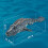 2.4g Wireless Charging Remote Control Simulation Dinosaur Squirting Shark Swinging Mosasaur 5