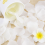 100 Pcs Artificial Flower Petal for Wedding Party Decoration, White 5