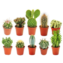10 X Different Mixed Cactus Collection House + Gardeners Dream Plant Care Guide