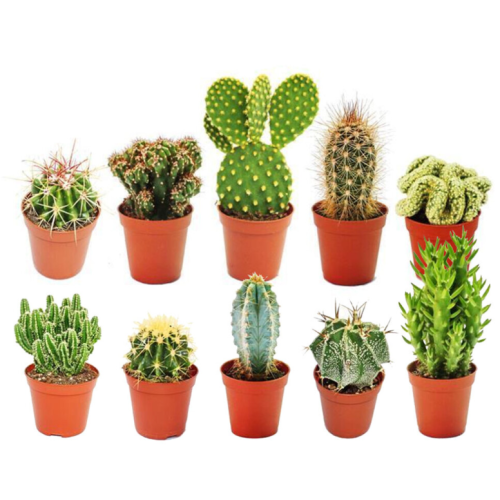10 X Different Mixed Cactus Collection House + Gardeners Dream Plant Care Guide